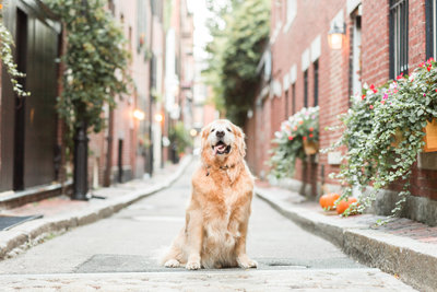 Golden Retriever with tongue sticking out in Beacon Hill