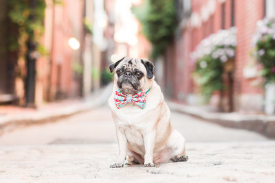 Pug wearing bow tie in Beacon Hill