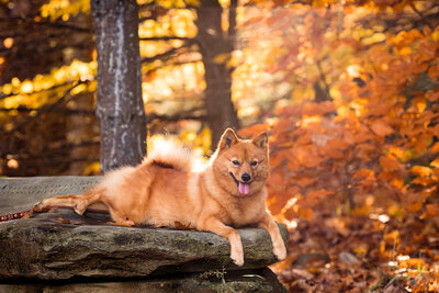 Young dog resting on a rock in the fall Vermont Dog Photographer