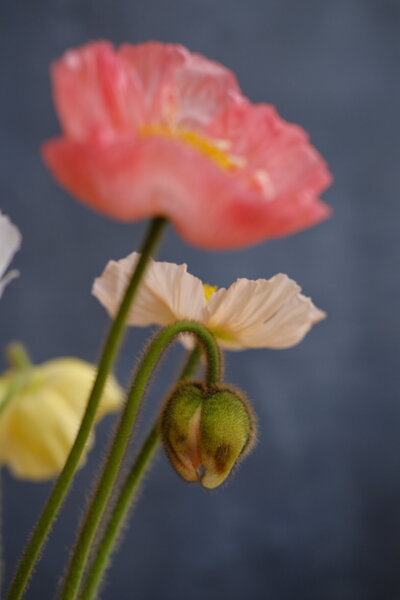 Colibri Poppy - Fleuris Studio & Blooms