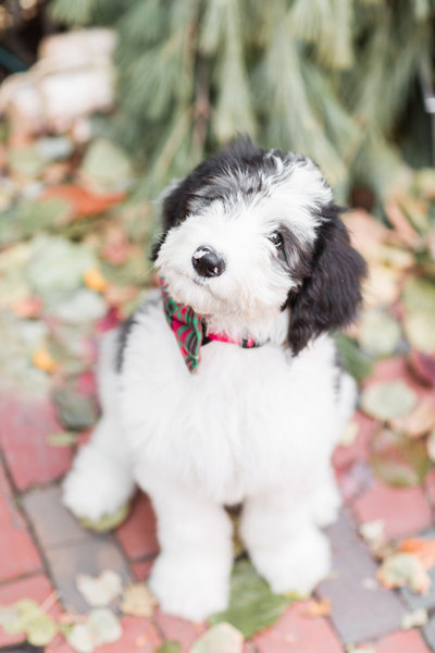 Sheepadoodle puppy wearing a bow tie in Beacon hill