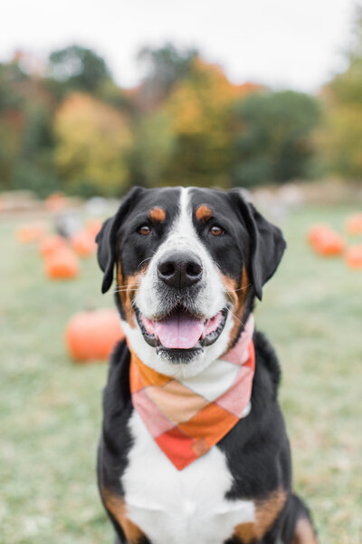 Greater Swiss Mountain Dog wearing a Fall scarf
