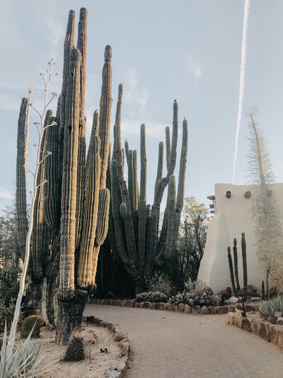 Cacti and a dirt path