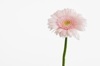 Pink flower against white background