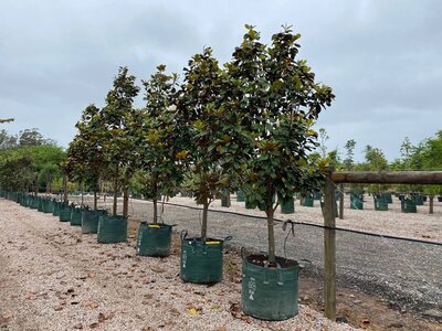 Sydney Mature Teddy Bear Magnolias for Sale - Mature Trees - Sydney Plant Nursery