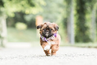 shihzu puppy running wearing flower collar