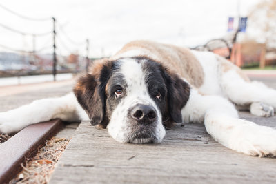 Saint Bernard Dog laying down in Charlestown Navy Yard