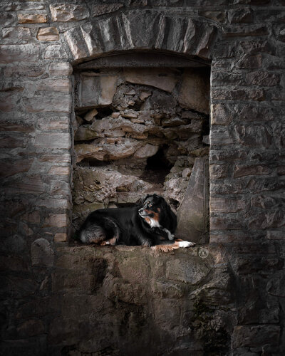 Australian Shepherd laying down on a stone window frame. 