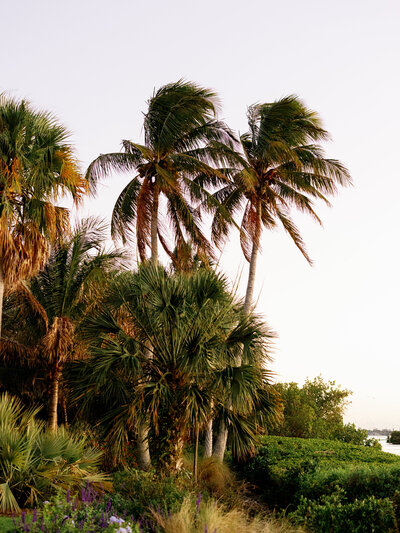 Palm trees by the water on the lawn at Selby Gardens during an outdoor wedding reception.