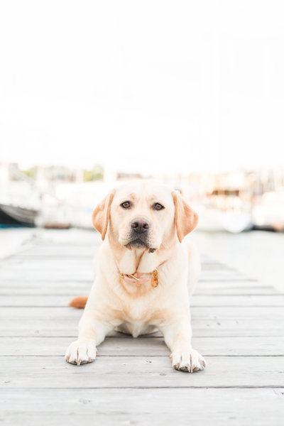 Labrador laying on dock in Boston marina