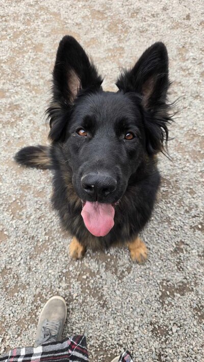 Dog smiling at the camera in the yard
