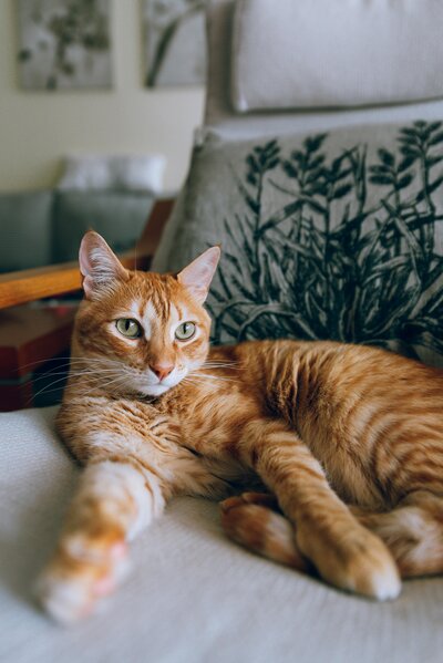 Cat Laying Down
