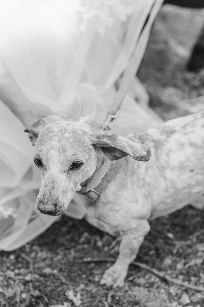dog at family wedding near omaha