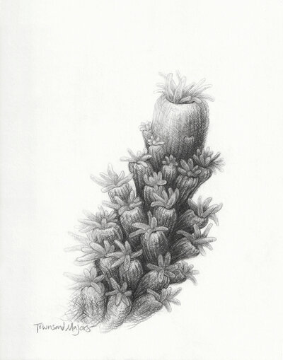 Townsend Majors' coral polyp graphite drawing