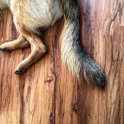 _kreigermonster_was_helping_me_paint_this_morning._Such_a_helpful_shepherd.__notreallyhelping__gsd__germanshepard__gsdpuppy__diychick__renovation
