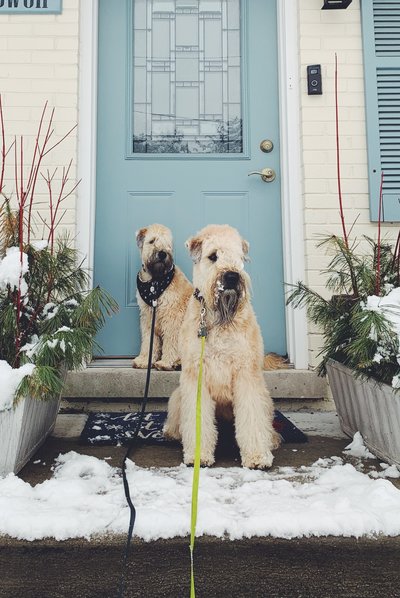 Willow and Watson, our Wheaten Terriers.