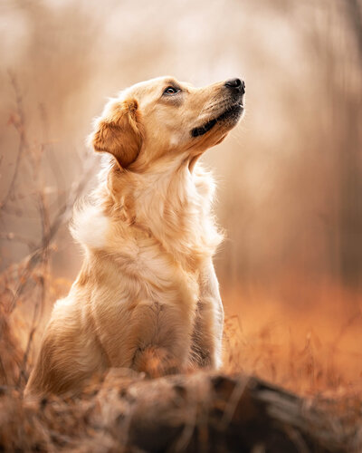 Golden Retriever looking up with sun behind causing a halo looking lighting. In the background are soft brown trees far in the distance.