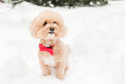 Poochon wearing bow tie in snow in Boston