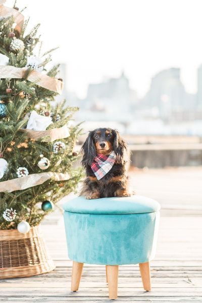 Long-haired Dachshund sitting on a stool wearing a plaid scarf