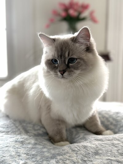 Blulily Ragdolls: Ragdoll Kittens For Sale