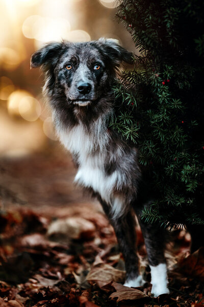 Ein schöner Hund vor goldener Herbstkulisse