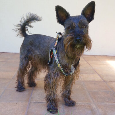 black miniature schnauzer standing on tile floor staring at camera with tail wagging