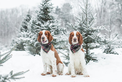 Two Welsh Springer Spaniels wearing plaid Christmas scarves