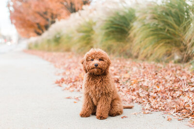 small brown dog sitting on sidewalk