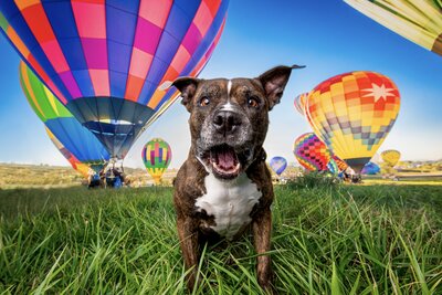 A dog in front of hot air balloons with a surprised look on its face