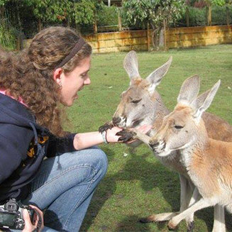 Feeding Kangaroos in Australia