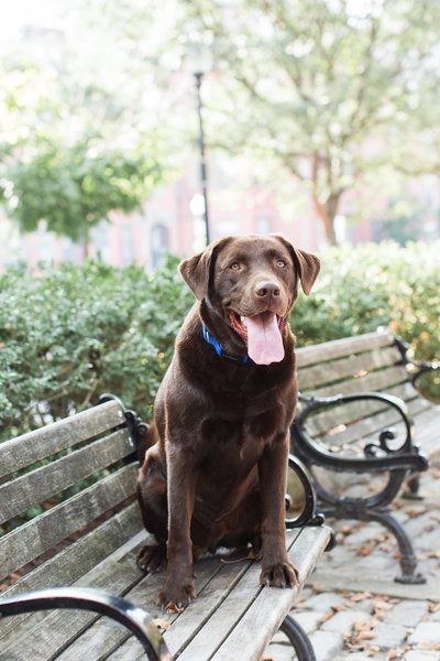 Chocolate Lab sitting on a bench