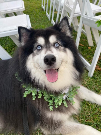 a black and white husky with a  green flower collar
