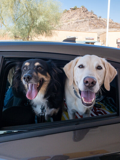 Dogs in car - Colby and Valerie Photography