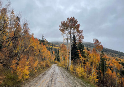 dirt road through forest in the fall
