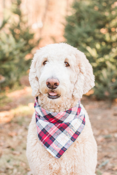 White Goldendoodle wearing a plaid scarf