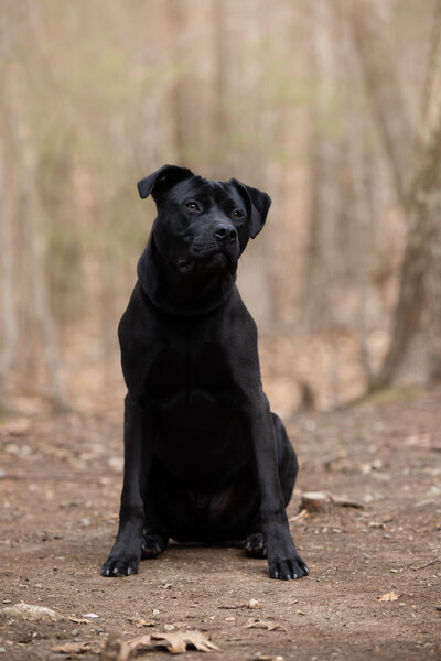 All black lab terrier mix sitting on a woodland trail