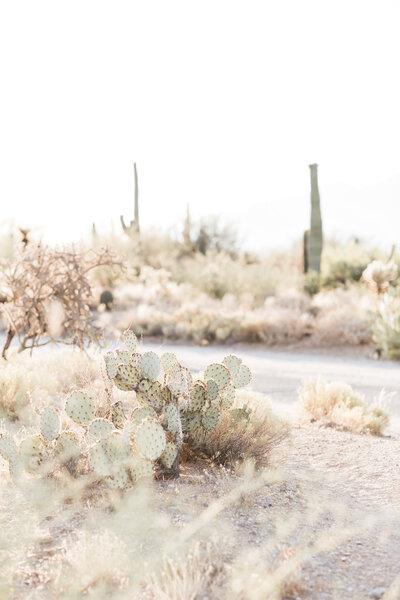 haute-stock-photography-subscription-yoga-in-the-desert-collection-final-25