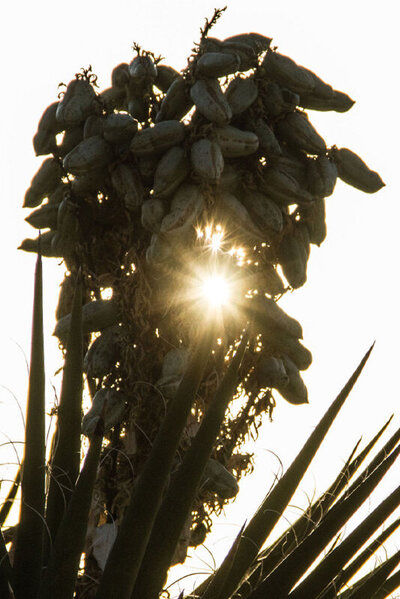 Sun shining through desert palm cactus location branding Gatos Trail Ranch