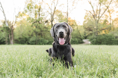 Silver Lab laying in a field