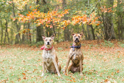 Two Brindle Super Mutts