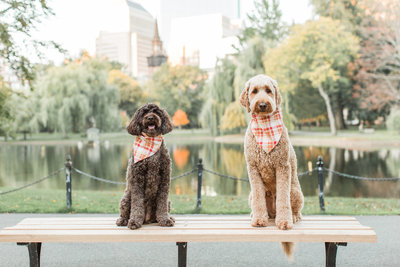 Two Goldendoodles sitting on a bench in the Boston Public Garden