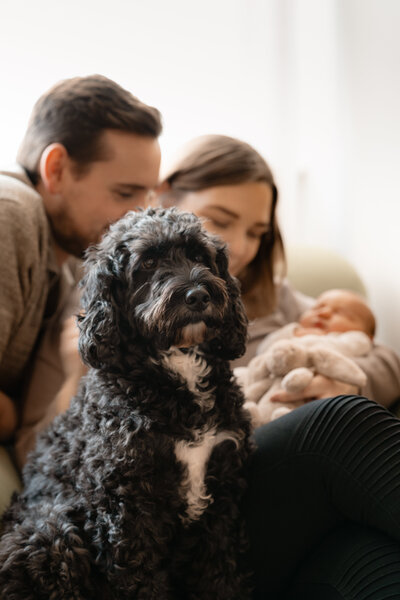 Newborn Baby Photography with Dog Photoshoot