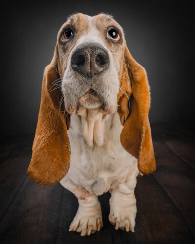 basset hound in mobile portrait studio