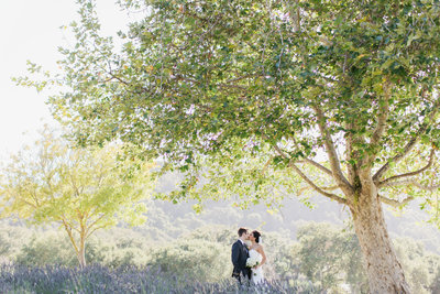 Wedding couple in Lavender field at Carmel Valley ranch