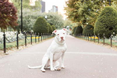 White Pitbull in Boston Public Garden