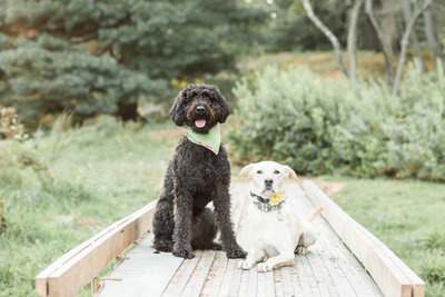 Two dogs sitting on a wooden path