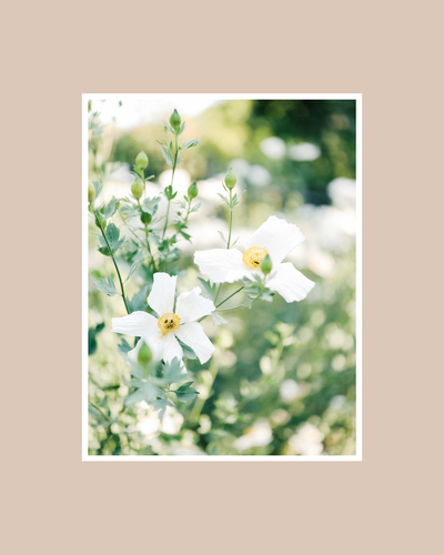 Canva Templates, Canva Instagram Templates for Photographers Creative Small Business Owners With Grace and Gold - Best Showit Web Designer