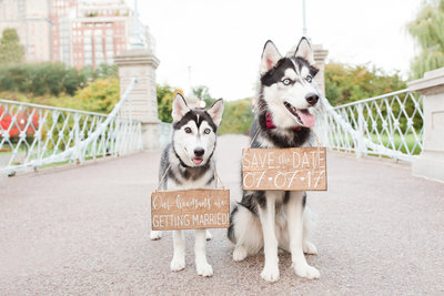 Two Husky Dogs wearing signs in Boston Public Garden