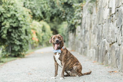 Rescue Dog wearing a bow tie in the Arnold Arboretum