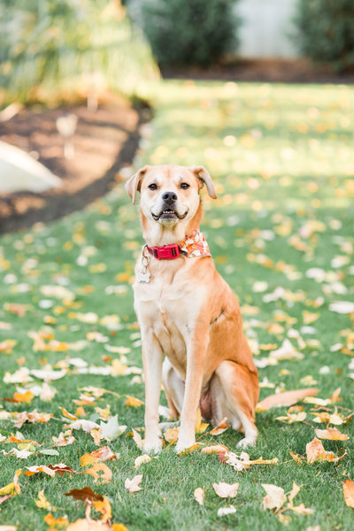 Terrier/Yellow Lab Rescue Dog